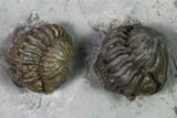 Two Enrolled Flexicalymene Trilobites - Cincinnati, Ohio #135531-1